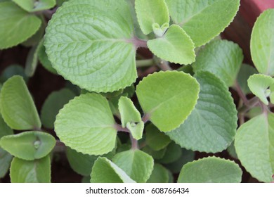 Plectranthus Amboinicus Leaves Medicine 