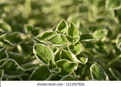 Plectranthus Amboinicus Variegatus