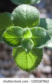 Plectranthus Argentatus Leaves