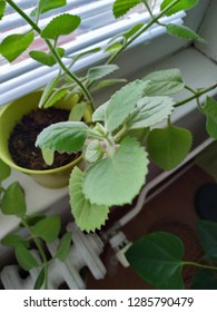 Plectranthus Argentatus Photo