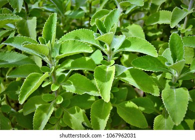 Plectranthus Barbatus In The Garden