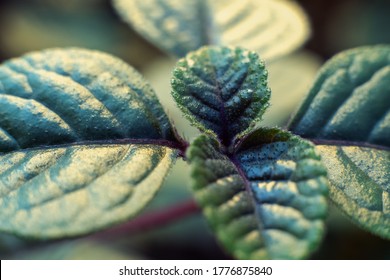 Plectranthus Ciliatus. Black Swedish Ivy Plant, Flower Background And Texture