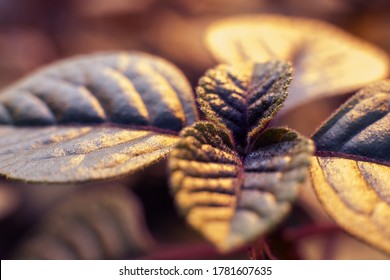 Plectranthus Ciliatus. Black Swedish Ivy Plant, Flower Background And Texture