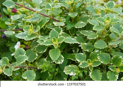 Plectranthus Coleoides Or Swedish Ivy  Or Creeping Charlie Green Plant