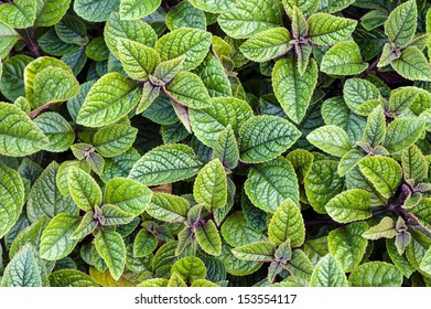 Plectranthus Forsteri