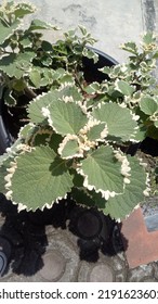 Plectranthus Forsteri Ornamental Plant In The Garden