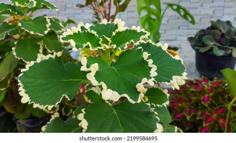 Plectranthus Forsteri Ornamental Plant Is Very Beautiful