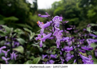 Plectranthus Fruticosus By The Road