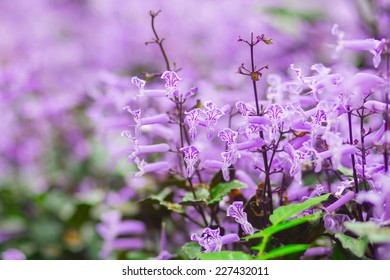 Plectranthus Mona Lavender Images, Stock Photos u0026 Vectors 