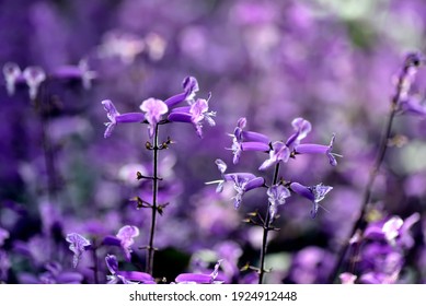 Plectranthus Mona Lavender Images, Stock Photos u0026 Vectors 