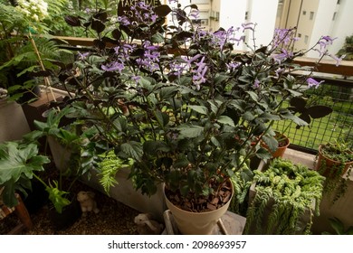 Plectranthus Mona Lavender Plant Growing In The Balcony In A Pot. Beautiful Green Leaves And Purple Tubular Flowers.