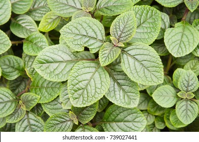 Plectranthus Purpuratus Or Purple Swedish Ivy Plant Green Foliage Background