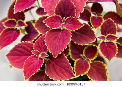 Plectranthus scutellarioides, coleus or Miyana or Miana leaves or in latin Coleus Scutellaricides, is a species of flowering plant in the family of Lamiaceae and one of a traditional herbs remedies