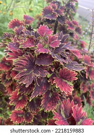 Plectranthus Scutellarioides Coleus Painted Nettle