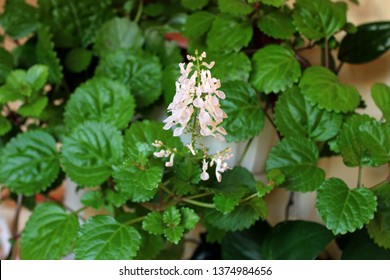 Plectranthus Verticillatus Close Up