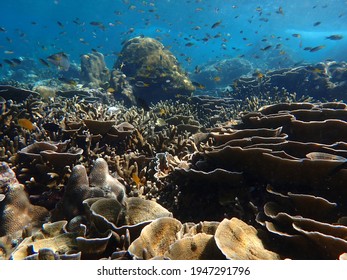 Plentiful Corals Marine Life Underwater Thailand Stock Photo 1947291796 ...