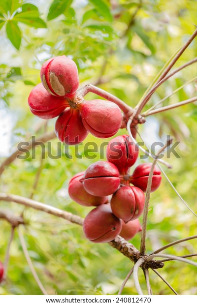 Ağaçtan sarkan kırmızı meyve