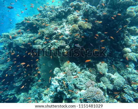 Plenty of fish, nice fish in the red sea, sea landscape
