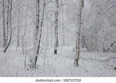 Plenty Fresh Snow Covers St Anna Wood In Belgium During A Short But Heavy Snow Storm