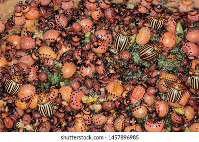 Plenty Larvae Beetles Colorado Potato Beetle Stock Photo 1457896985 ...