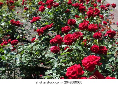 3,775 Plenty roses Images, Stock Photos & Vectors | Shutterstock