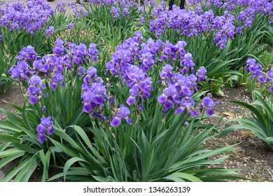 115 Indigo Bearded Iris Flower Images, Stock Photos & Vectors ...