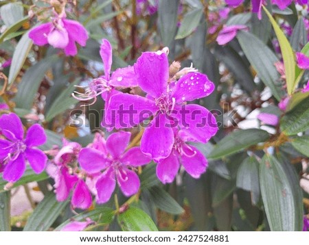 Pleroma Granulosum Flower - Closeup