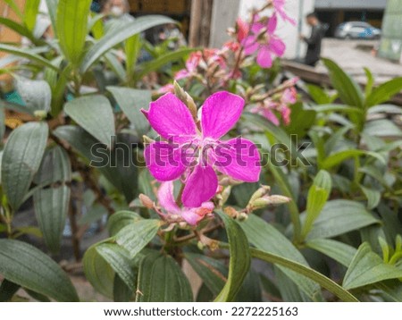 Pleroma granulosum, synonym Tibouchina granulosa flower, family Melastomataceae. It is also known as purple glory tree or princess flower, called quaresmeira in Brazil.