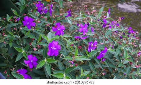 Pleroma semidecandrum flowers in a garden full of leaves. It is a sprawling, evergreen shrub or small ornamental tree native to Brazil. Purple flower - Shutterstock ID 2310376785