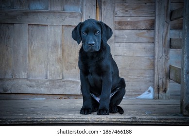 Plesetsk Village; Arkhangelsk Region; Russia; March 2012; Black Labrador Puppy Sitting On The Porch Of A Wooden House