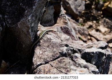 Plestiodon Japonicus(Scincidae) On A Rock