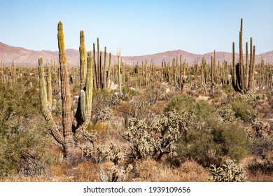 Plethora Of Cardon And Smaller Cacti On Baja California Peninsula, Mexico