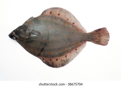 (Pleuronectes Platessa) Plaice-fluke, Fluke, Plaice, Hen Fish. Fresh Caught Lying On A Light Background