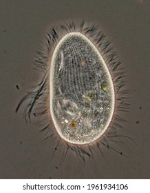 Pleuronema, Portrait Of Living Ciliate (Ciliophora, Protista) Showing Body Shape, Body Cilia, And Feeding Cilia.