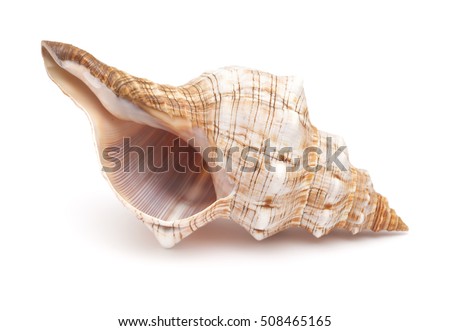 Pleuroploca trapezium, trapezium horse conch shell isolated on white