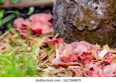 454 Pleurotus Djamor Images, Stock Photos & Vectors | Shutterstock