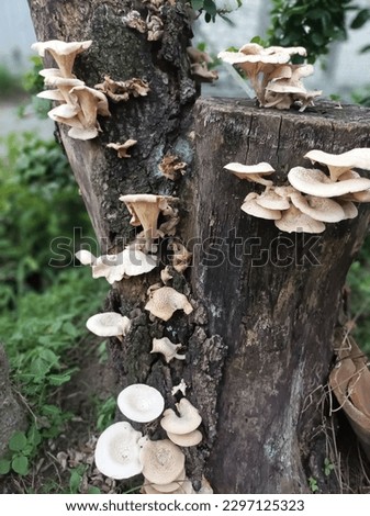 Pleurotus dryinus or wood mushroom is a species of mushroom in the Pleurotaceae family. It grows on dead wood and is also a weak pathogen. Oyster mushroom. mold.Fungus growing on dead wood.