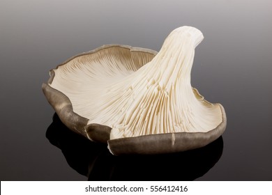 Pleurotus Ostreatus