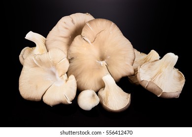 Pleurotus Ostreatus