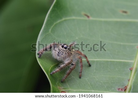 a plexippus paykulli or jumping spider is preparing to jump another leaf