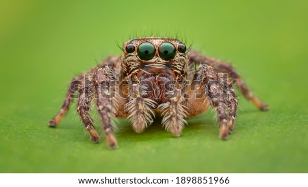 Plexippus sp. jumping spider is a family of Salticidae. 