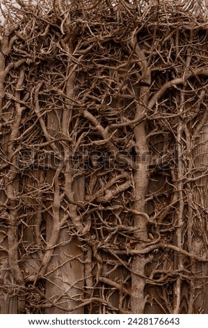 Plexus of dense branches in spring .