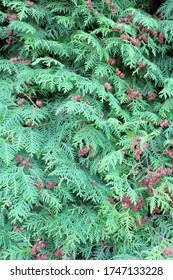 Plexus of thuja branches as a background.