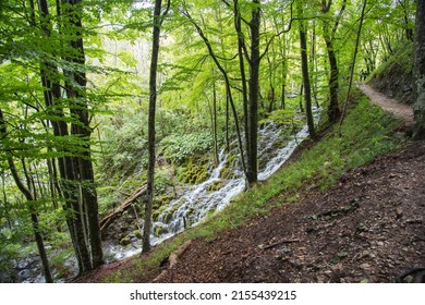 Plitvice Lakes National Park, Croatia, Europe: A Beautiful Beech Tree Forest Flooded By Streams Of Spilling Waters