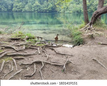 Plitvice Lakes National Park Duck