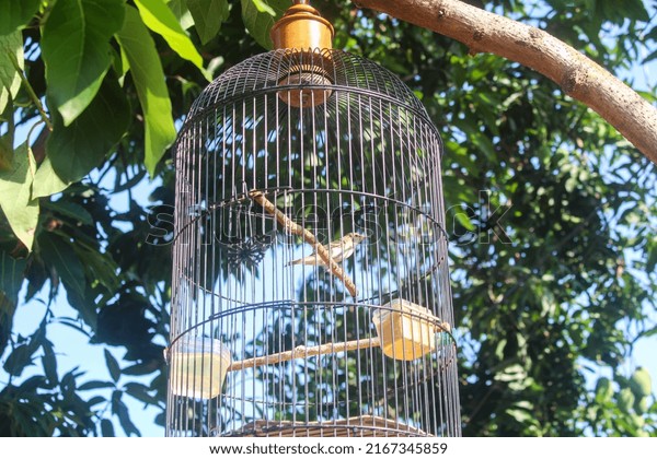 Ploceidae bird in\
a cage hanging on a mango\
tree
