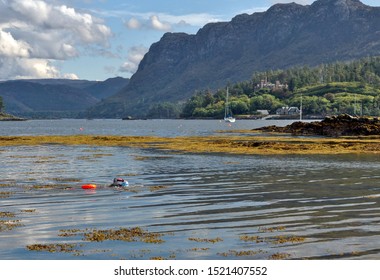 Plockton, Lochalsh, Highlands, Scotland, Britain, September 2019, Wild Swimmer In Loch Carron