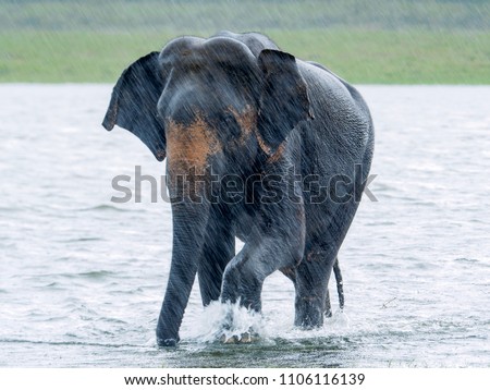 Plodding through the lake
