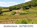 A plot of Clos Servien vines atop a hill in the Massif des Maures. The soil has been freshly plowed. Located in Grimaud, in the Var department, in Provence, France, Europe.