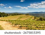 A plot of Clos Servien vines atop a hill in the Massif des Maures. The soil has been freshly plowed. Located in Grimaud, in the Var department, in Provence, France, Europe.